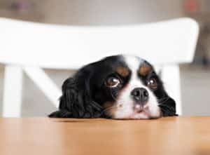 Pet Friendly Apartments