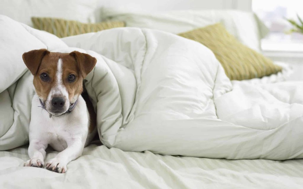 A dog lying on a bed.