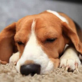 A pet-friendly beagle sleeping on a carpet in an apartment.