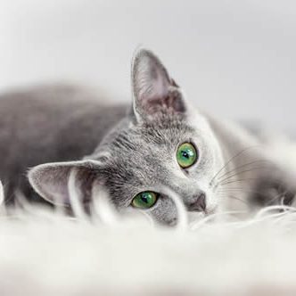 A pet-friendly cat lying on a white fur.