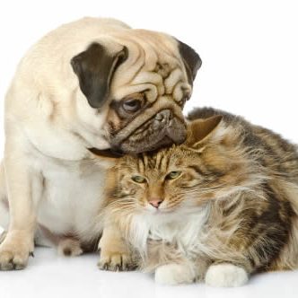 A pug dog and a cat posing in front of a white background.