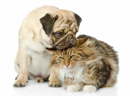 A pug dog and a cat posing in front of a white background.