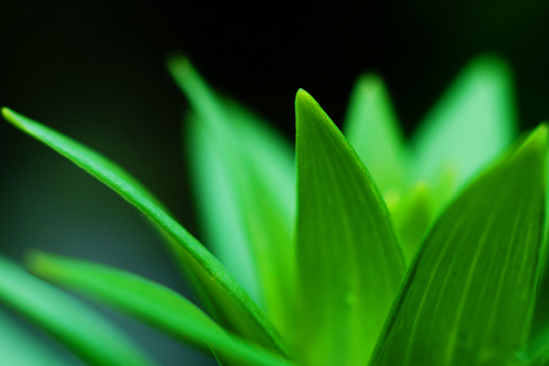 A close up of a green plant in an apartment.