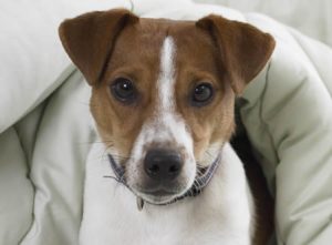 A pet dog lying on a comfortable blanket while enjoying a cozy rental space.